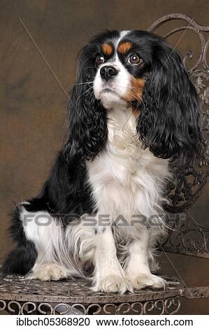 Cavalier King Charles Spaniel, bitch, tricolour, adult View Large Photo Image Stock Image - Cavalier King Charles Spaniel, bitch, tricolour, adult. Fotosearch