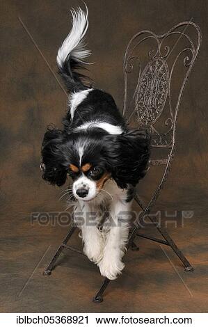 Cavalier King Charles Spaniel, bitch, tricolour, adult View Large Photo Image Stock Image - Cavalier King Charles Spaniel, bitch, tricolour, adult. Fotosearch