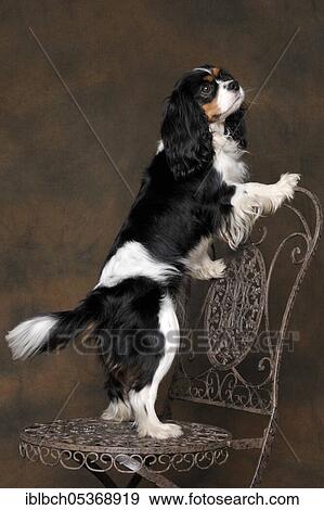 Stock Photo - Cavalier King Charles Spaniel, bitch, tricolour, adult. Fotosearch