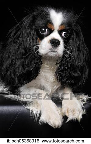 Cavalier King Charles Spaniel, bitch, tricolour, adult View Large Photo Image Stock Photograph - Cavalier King Charles Spaniel, bitch, tricolour, adult. Fotosearch