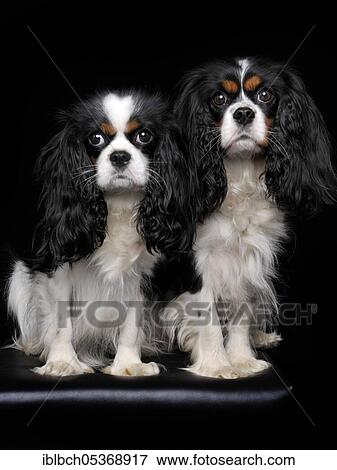 Cavalier King Charles Spaniel, bitches, tricolor, adult View Large Photo Image Stock Photo - Cavalier King Charles Spaniel, bitches, tricolor, adult. Fotosearch