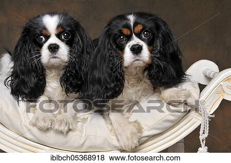 Cavalier King Charles Spaniel, bitches, tricolor, adult View Large Photo Image Stock Photo - Cavalier King Charles Spaniel, bitches, tricolor, adult. Fotosearch