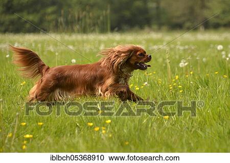 Stock Image - Cavalier King Charles Spaniel, Ruby, Bitch, adult. Fotosearch
