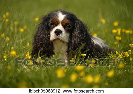 Cavalier King Charles Spaniel, tricolour, bitch, adult View Large Photo Image Stock Image - Cavalier King Charles Spaniel, tricolour, bitch, adult. Fotosearch