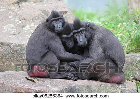 Celebes Crested Macaques (Macaca nigra) View Large Photo Image Picture - Celebes Crested Macaques (Macaca nigra). Fotosearch