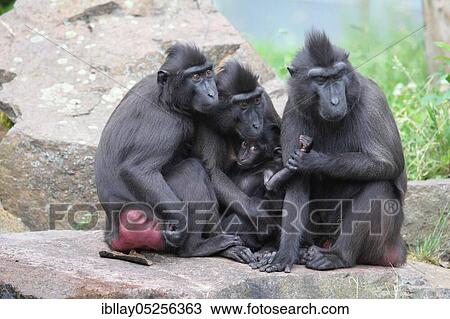 Stock Image - Celebes Crested Macaques (Macaca nigra). Fotosearch