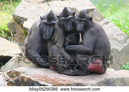 Celebes Crested Macaques (Macaca nigra) View Large Photo Image Stock Photograph - Celebes Crested Macaques (Macaca nigra). Fotosearch
