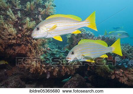 Celebes sweetlips (Plectorhinchus) chrysotaenia, Triton Bay, West Papua, Indonesia, Asia View Large Photo Image Stock Image - Celebes sweetlips (Plectorhinchus) chrysotaenia, Triton Bay, West Papua, Indonesia, Asia. Fotosearch