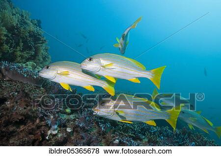Celebes sweetlips (Plectorhinchus) chrysotaenia, Triton Bay, West Papua, Indonesia, Asia View Large Photo Image Stock Photo - Celebes sweetlips (Plectorhinchus) chrysotaenia, Triton Bay, West Papua, Indonesia, Asia. Fotosearch