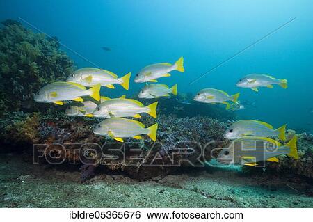 Celebes sweetlips (Plectorhinchus) chrysotaenia, Triton Bay, West Papua, Indonesia, Asia View Large Photo Image Stock Photograph - Celebes sweetlips (Plectorhinchus) chrysotaenia, Triton Bay, West Papua, Indonesia, Asia. Fotosearch