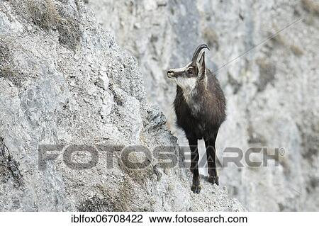 Chamois, chamois goat standing in rocky terrain, Tyrol, Austria, Europe View Large Photo Image Stock Image - Chamois, chamois goat standing in rocky terrain, Tyrol, Austria, Europe. Fotosearch