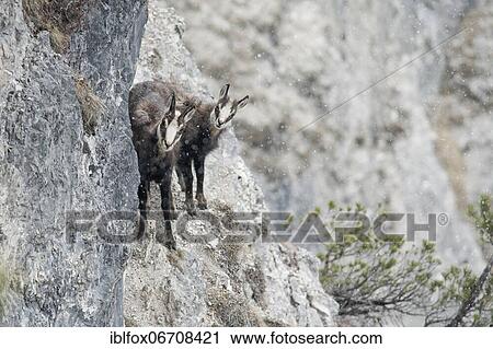 Stock Image - Chamois, chamois goat with fawn standing in rocky terrain with light snowfall, Tyrol, Austria, Europe. Fotosearch