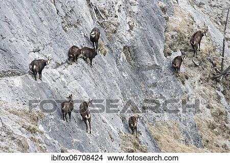 Chamois, herd of chamois with fawns and chamois goats in rocky terrain, Tyrol, Austria, Europe View Large Photo Image Picture - Chamois, herd of chamois with fawns and chamois goats in rocky terrain, Tyrol, Austria, Europe. Fotosearch