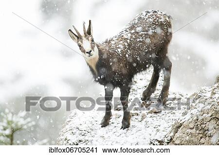 Stock Image - Chamois or chamois, young chamois buck (Rupicapra rupicapra) during heavy snowfall, Tyrol, Austria, Europe. Fotosearch
