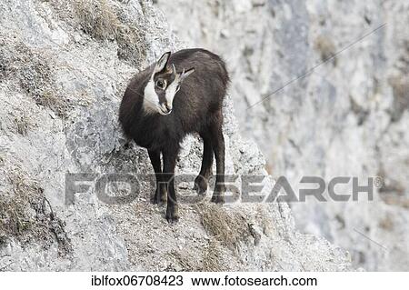 Chamois or goat, fawn standing in rocky terrain, Tyrol, Austria, Europe View Large Photo Image Stock Image - Chamois or goat, fawn standing in rocky terrain, Tyrol, Austria, Europe. Fotosearch