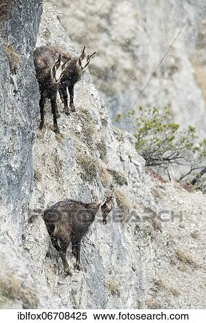 Chamois or goats, chamois goat with fawns standing in rocky terrain in light snowfall, Tyrol, Austria, Europe View Large Photo Image Stock Photography - Chamois or goats, chamois goat with fawns standing in rocky terrain in light snowfall, Tyrol, Austria, Europe. Fotosearch