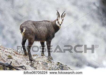 Picture - Chamois (Rupicapra rupicapra) or Gemse, chamois goat standing in rocky terrain in light snowfall, Tyrol, Austria, Europe. Fotosearch