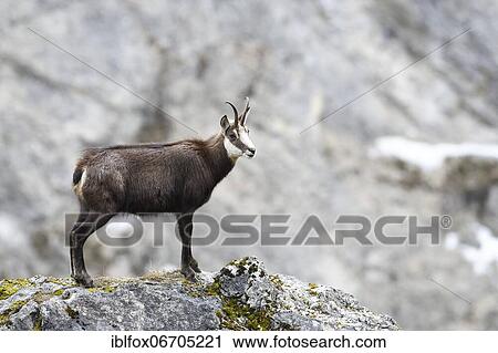 Stock Image - Chamois (Rupicapra rupicapra) or chamois, standing on rocks, Tyrol, Austria, Europe. Fotosearch