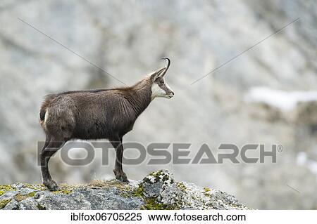 Stock Photography - Chamois (Rupicapra rupicapra) or chamois, standing on rocks, Tyrol, Austria, Europe. Fotosearch