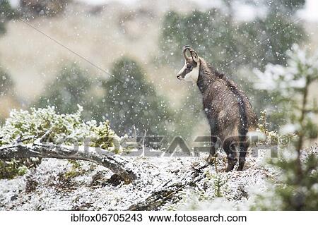 Stock Image - Chamois, young chamois buck (Rupicapra rupicapra) during heavy snowfall in mountain forest, Tyrol, Austria, Europe. Fotosearch
