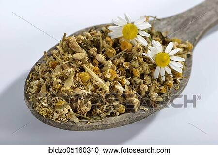 Chamomile (Matricaria chamomilla) View Large Photo Image Stock Image - Chamomile (Matricaria chamomilla). Fotosearch