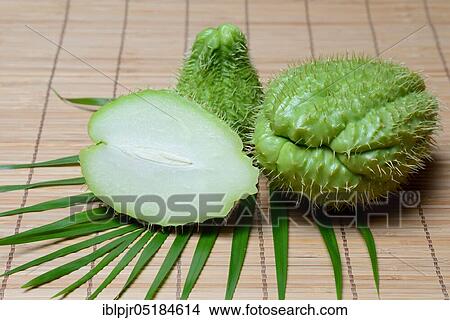 Chayote ( Sechium edule) View Large Photo Image Picture - Chayote ( Sechium edule). Fotosearch