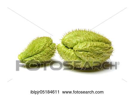 Chayote ( Sechium edule) View Large Photo Image Stock Image - Chayote ( Sechium edule). Fotosearch
