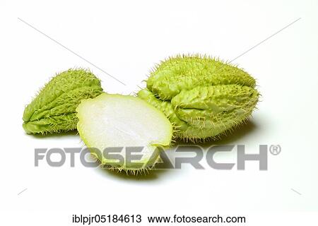 Chayote ( Sechium edule) View Large Photo Image Stock Image - Chayote ( Sechium edule). Fotosearch