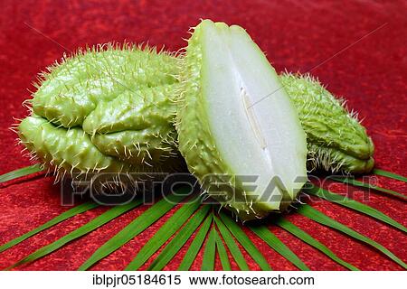 Stock Photography - Chayote ( Sechium edule). Fotosearch