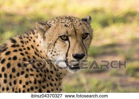 Stock Photo - Cheetah (Acinonyx jubatus), portrait, Emdoneni Cheetah Project, Hluhluwe, South Africa, Africa. Fotosearch