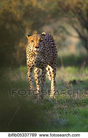Cheetah (Acinonyx jubatus), stalking, Samburu, Kenya, Africa View Large Photo Image Stock Photo - Cheetah (Acinonyx jubatus), stalking, Samburu, Kenya, Africa. Fotosearch