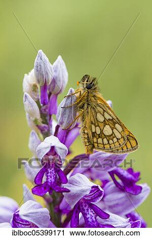 Chequered skipper (Carterocephalus palaemon), Aalfeld, Lower Saxony, Germany, Europe View Large Photo Image Stock Image - Chequered skipper (Carterocephalus palaemon), Aalfeld, Lower Saxony, Germany, Europe. Fotosearch