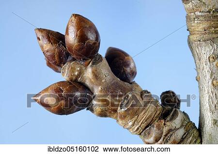 Cherry bud (Prunus avium) View Large Photo Image Stock Image - Cherry bud (Prunus avium). Fotosearch