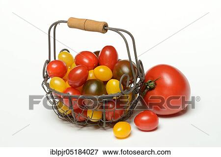 Cherry-tomatoes (Solanum lycopersicum) View Large Photo Image Stock Photo - Cherry-tomatoes (Solanum lycopersicum). Fotosearch