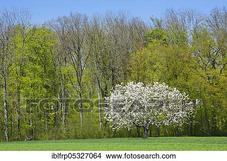 Picture - Cherry tree in spring, Prunus avium, Basel-Land, Switzerland, Europe. Fotosearch