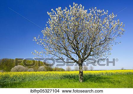 Cherry tree in spring, Prunus avium, Basel-Land, Switzerland, Europe View Large Photo Image Picture - Cherry tree in spring, Prunus avium, Basel-Land, Switzerland, Europe. Fotosearch