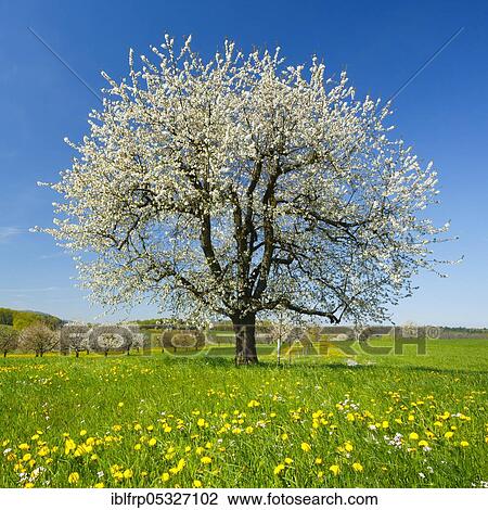 Stock Image - Cherry tree in spring, Prunus avium, Basel-Land, Switzerland, Europe. Fotosearch