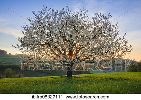 Stock Image - Cherry tree in spring, Prunus avium, Basel-Land, Switzerland, Europe. Fotosearch