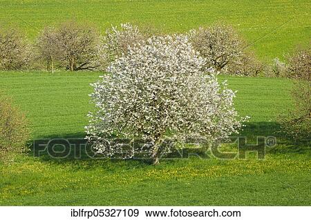 Stock Photo - Cherry tree in spring, Prunus avium, Basel-Land, Switzerland, Europe. Fotosearch