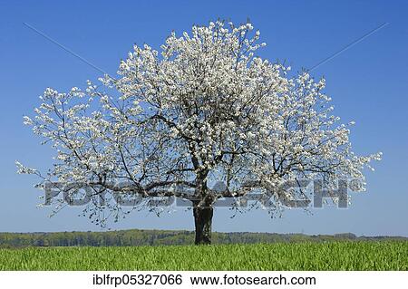 Cherry tree in spring, Prunus avium, Basel-Land, Switzerland, Europe View Large Photo Image Stock Photograph - Cherry tree in spring, Prunus avium, Basel-Land, Switzerland, Europe. Fotosearch
