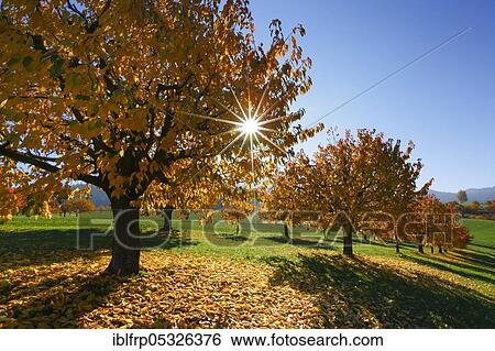 Cherry trees in autumn, Basel-Land, Switzerland, Europe View Large Photo Image Stock Photograph - Cherry trees in autumn, Basel-Land, Switzerland, Europe. Fotosearch
