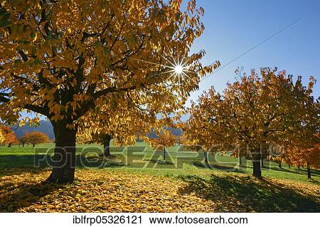 Cherry trees in autumn, Prunus avium, Switzerland, Europe View Large Photo Image Stock Image - Cherry trees in autumn, Prunus avium, Switzerland, Europe. Fotosearch