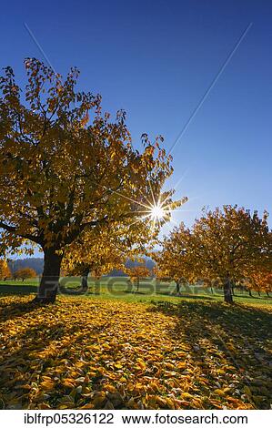 Cherry trees in autumn, Prunus avium, Switzerland, Europe View Large Photo Image Stock Image - Cherry trees in autumn, Prunus avium, Switzerland, Europe. Fotosearch