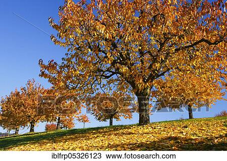 Cherry trees in autumn, Prunus avium, Switzerland, Europe View Large Photo Image Stock Image - Cherry trees in autumn, Prunus avium, Switzerland, Europe. Fotosearch