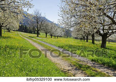 Cherry trees in spring, Prunus avium, Switzerland, Europe View Large Photo Image Stock Image - Cherry trees in spring, Prunus avium, Switzerland, Europe. Fotosearch