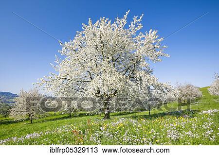 Cherry trees in spring, Prunus avium, Switzerland, Europe View Large Photo Image Stock Image - Cherry trees in spring, Prunus avium, Switzerland, Europe. Fotosearch