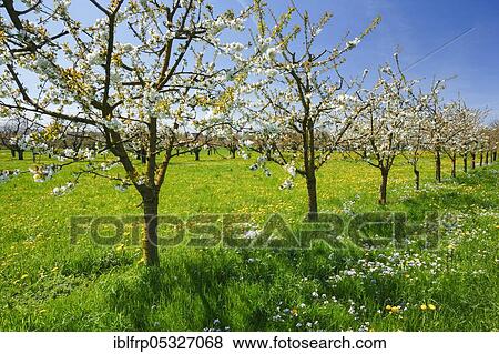 Stock Photo - Cherry trees in spring, Prunus avium, Basel-Land, Switzerland, Europe. Fotosearch