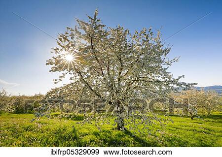 Cherry trees in spring, Prunus avium, Switzerland, Europe View Large Photo Image Stock Photo - Cherry trees in spring, Prunus avium, Switzerland, Europe. Fotosearch