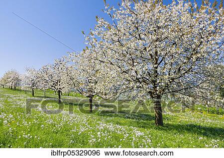 Cherry trees in spring, Prunus avium, Switzerland, Europe View Large Photo Image Stock Photograph - Cherry trees in spring, Prunus avium, Switzerland, Europe. Fotosearch