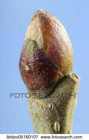 Stock Photo - Chestnut (Castanea sativa) Bud. Fotosearch